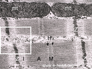 Myocyte TEM2